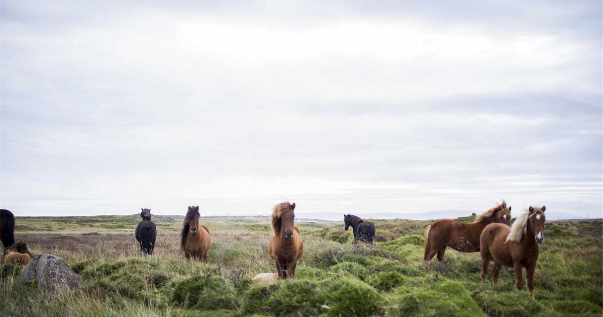 Ba thống đốc Montana, Wyoming, Missouri ủng hộ cam kết bảo vệ hóa đơn điện trước trung tâm dữ liệu AI